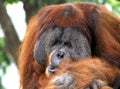 Indonesia; sumatra; Orang Utan Royalty Free Stock Photo