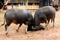 Indonesia - Traditional buffalo fighting Royalty Free Stock Photo