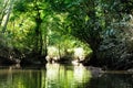 Indonesia - Tropical jungle on the river, Borneo