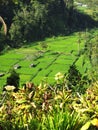 Indonesia: Ubud - Amazing landscape around Ubud - Paddy Fields, Bali Royalty Free Stock Photo
