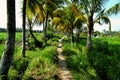 Indonesia: Ubud - Off the beaten path around Ubud - Paddy Fields, Palm trees and hills around Ubud, Bali Royalty Free Stock Photo