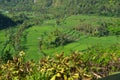 Indonesia: Ubud - Stunning Rice Fields around Ubud, Bali