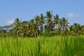 Indonesia: Ubud - Tropical landscape around Ubud - Paddy Fields, Bali Royalty Free Stock Photo