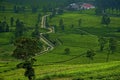 Indonesia Wayang windu tea plantation