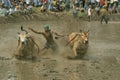 INDONESIA, WEST SUMATRA, February 2019, Pacu jawi a traditional bull race. Royalty Free Stock Photo