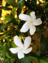 Indonesia& x27;s White Balsam: a symbol of grace, gracing landscapes with timeless elegance and purity