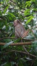 Indonesian Animals. The wild monkey sits leisurely and hides in the tree alone. Asian Monkey