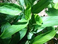 Indonesian Arrowroot fresh leaves. Maranta arundinacea