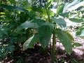 Indonesian Arrowroot fresh leaves. Maranta arundinacea