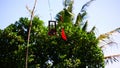 Indonesian, Balinese homemade handmade bird repeller in village