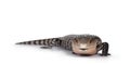 Indonesian blue tongue skink on white Royalty Free Stock Photo