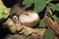 Indonesian blue-tongued skink Royalty Free Stock Photo