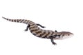 Indonesian Blue-tongued Skink on white