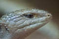 Indonesian blue-tongued skink (Tiliqua gigas) Royalty Free Stock Photo