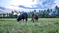 Indonesian Brahmin cattle and Indonesian - Pinrang cattle herders Royalty Free Stock Photo