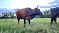 Indonesian Brahmin cattle and Indonesian - Pinrang cattle herders Royalty Free Stock Photo