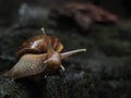 Indonesian Brown Garden Snail