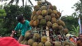 Indonesian are carrying tumpeng durian on sumberasri durian festival