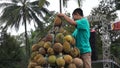 Indonesian are carrying tumpeng durian on sumberasri durian festival