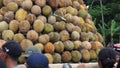 Indonesian are carrying tumpeng durian on sumberasri durian festival