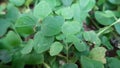 Indonesian clover green leaf lucky charm close up with blurry background Royalty Free Stock Photo