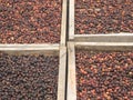 Indonesian coffee drying process Royalty Free Stock Photo