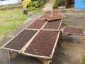 Indonesian coffee drying process Royalty Free Stock Photo