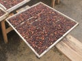 Indonesian coffee drying process Royalty Free Stock Photo