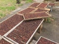 Indonesian coffee drying process Royalty Free Stock Photo