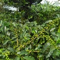 indonesian coffee plant