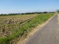 Indonesian Dairy Farm, Barn by Field of Corn Royalty Free Stock Photo