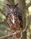 Indonesian Eagle Owl at Canadian Raptor Conservancy Royalty Free Stock Photo