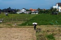 Indonesian farmer carrying a sack of rice