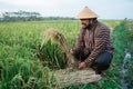 Indonesian farmer checking rice grain quality in the field Royalty Free Stock Photo