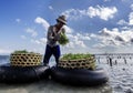 Indonesian farmer collecting grow seaweeds in a basket from his sea farm, Nusa Penida, Indonesia Royalty Free Stock Photo