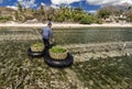 Indonesian farmer collecting grow seaweeds in a basket from his sea farm, Nusa Penida, Indonesia Royalty Free Stock Photo