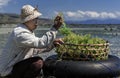 Indonesian farmer collecting grow seaweeds in a basket from his sea farm, Nusa Penida, Indonesia Royalty Free Stock Photo