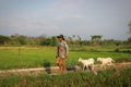 Indonesian farmer is herding goats in the fields in the afternoon