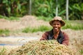 Indonesian farmer man harvesting, winnowing rice grains Royalty Free Stock Photo