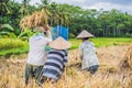 Indonesian farmer man sifting rice in the fields of Ubud, Bali. A common practice done in rural China, Vietnam, Thailand