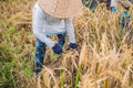 Indonesian farmer man sifting rice in the fields of Ubud, Bali. A common practice done in rural China, Vietnam, Thailand