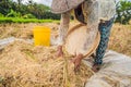 Indonesian farmer man sifting rice in the fields of Ubud, Bali. A common practice done in rural China, Vietnam, Thailand