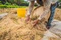 Indonesian farmer man sifting rice in the fields of Ubud, Bali. A common practice done in rural China, Vietnam, Thailand