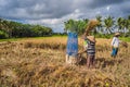 Indonesian farmer man sifting rice in the fields of Ubud, Bali. A common practice done in rural China, Vietnam, Thailand