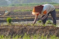 Indonesian farmer planting rice seedlings in a rice field Royalty Free Stock Photo