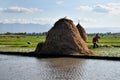 An Indonesian farmer ploughing a rice paddy rield in Golan Village