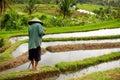 Indonesian Farmer on rice field