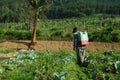 indonesian farmer with sprayer backpack spraying pesticides