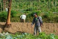 indonesian farmer with sprayer backpack spraying pesticides