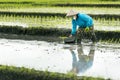 Indonesian farmer woman working in a rice terrace.